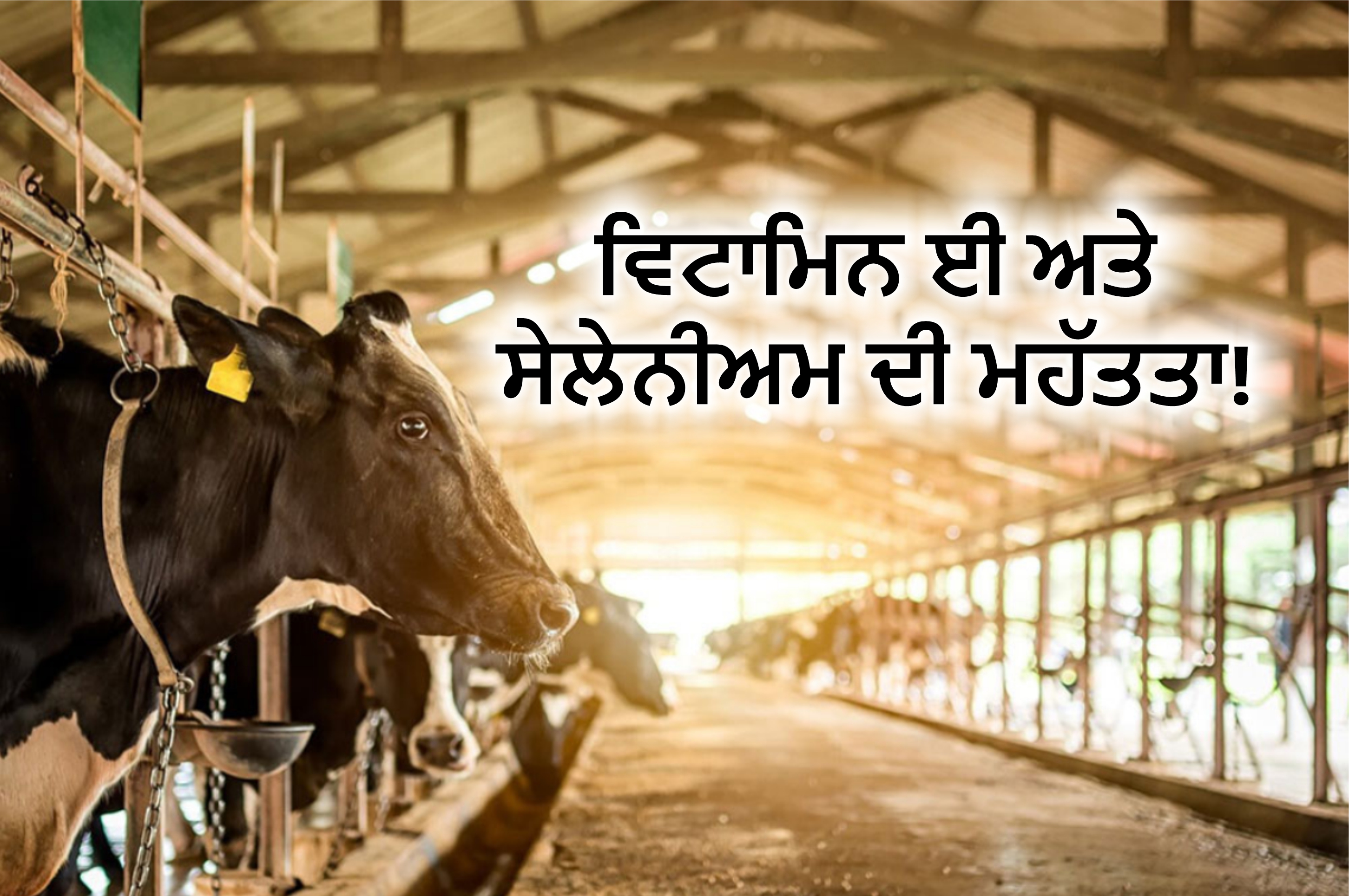 Ферма буренка. Молочная ферма. Коровы в коровнике. Ферма буренка. Стадо коров в деревне.