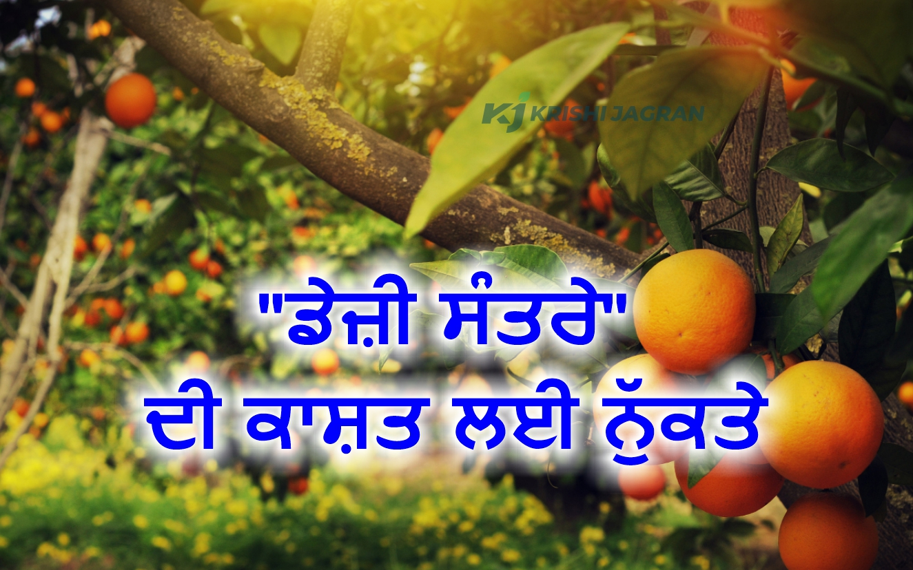 Mandarin Fruit ਡੇਜ਼ੀ ਸੰਤਰੇ ਦੀ ਕਾਸ਼ਤ ਲਈ ਮਹੱਤਵਪੂਰਨ ਨੁੱਕਤੇ! Mandarin