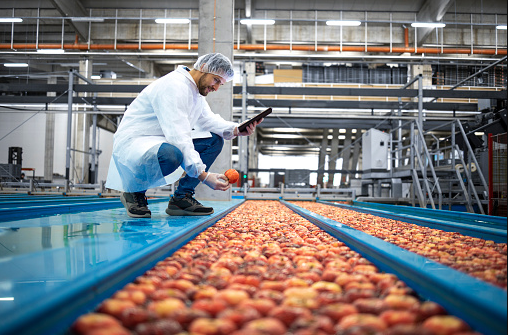 Food Processing For Tomato