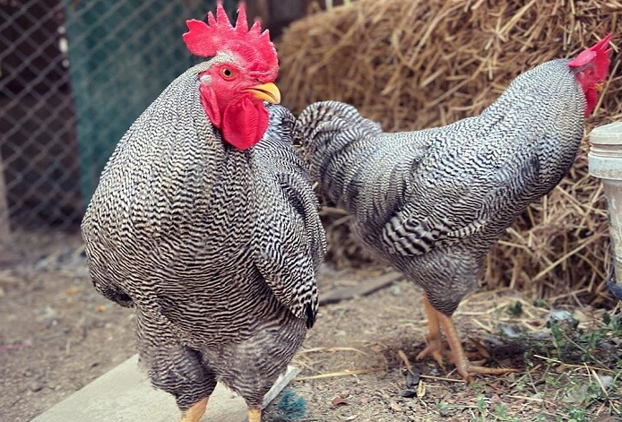 Plymouth Rock Chicken Farming
