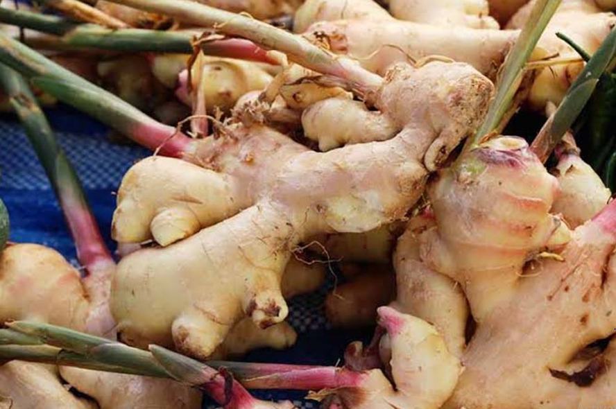 Cultivation Of Ginger
