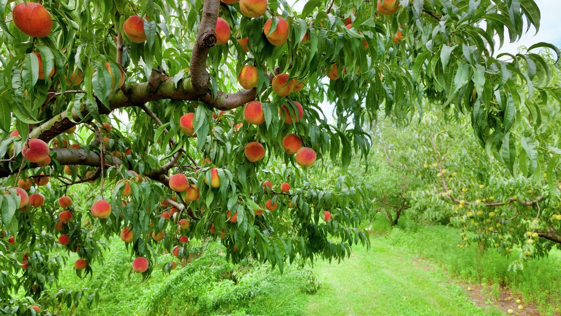 Peach Cultivation