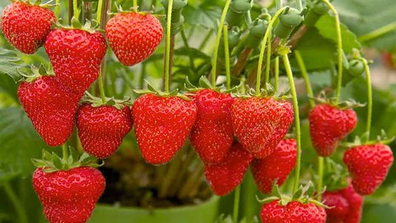 Subsidy On Strawberry Cultivation
