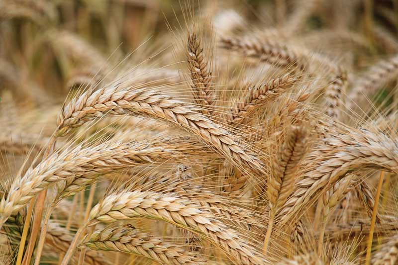 Barley Cultivation