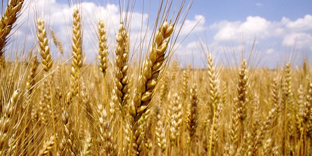 wheat-crop