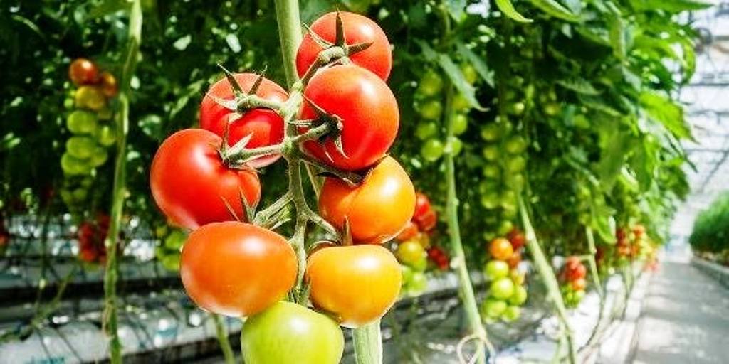 Tomato farming