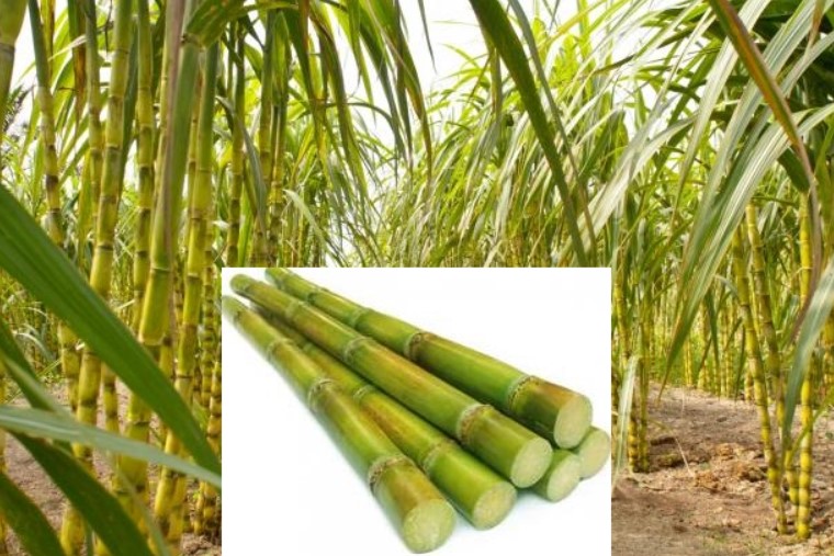 Сахарный тростник в австралии. Таиланд сахарный тростник. Барбадос сахарный тростник. Сахарный тростник в Андах. Мексика сахарный тростник.