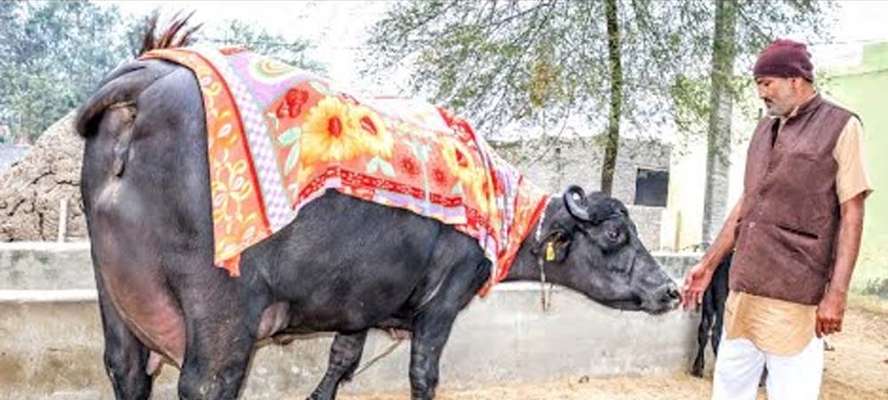saraswati buffalo