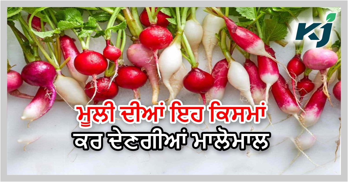 ਮੂਲੀ ਦੀ ਕਿਸਮ ਪੂਸਾ ਹਿਮਾਨੀ ਅਤੇ ਜਪਾਨੀ ਵ੍ਹਾਈਟ ਤੋਂ ਖੱਟੋ ਮੁਨਾਫ਼ਾ, ਔਸਤਨ ਝਾੜ