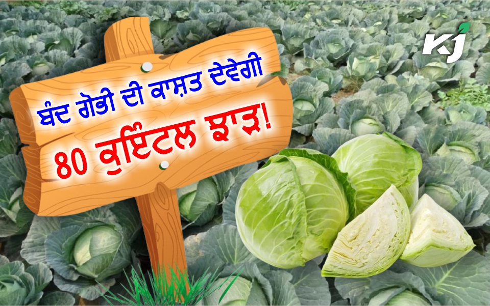 ਬੰਦ ਗੋਭੀ ਦੀ ਖੇਤੀ ਬਾਰੇ ਪੂਰੀ ਜਾਣਕਾਰੀ, ਘੱਟ ਸਮੇਂ ਵਿੱਚ ਝਾੜ 7580 ਕੁਇੰਟਲ