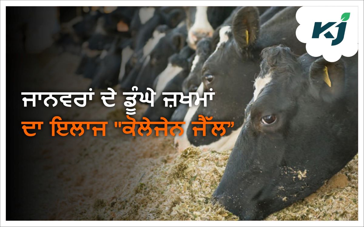 Medicine for Animals ਜਾਨਵਰਾਂ ਦੇ ਡੂੰਘੇ ਜ਼ਖਮਾਂ ਦਾ ਇਲਾਜ ਕਰੇਗਾ ਕੋਲੇਜੇਨ