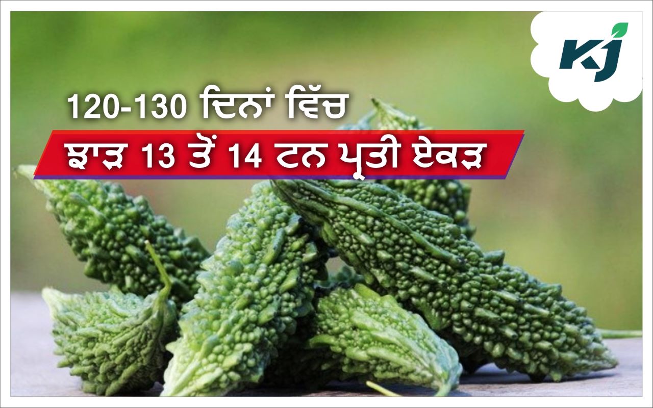 Bitter Gourd ਕਰੇਲੇ ਦੀਆਂ ਸੁਧਰੀਆਂ ਕਿਸਮਾਂ, ਝਾੜ 13 ਤੋਂ 14 ਟਨ ਪ੍ਰਤੀ ਏਕੜ