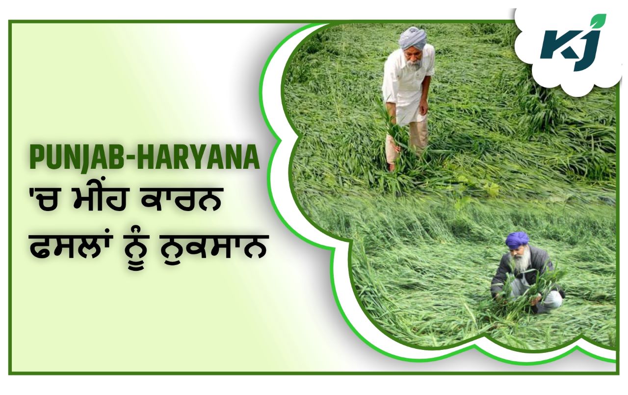 punjab-haryana-imd-alert