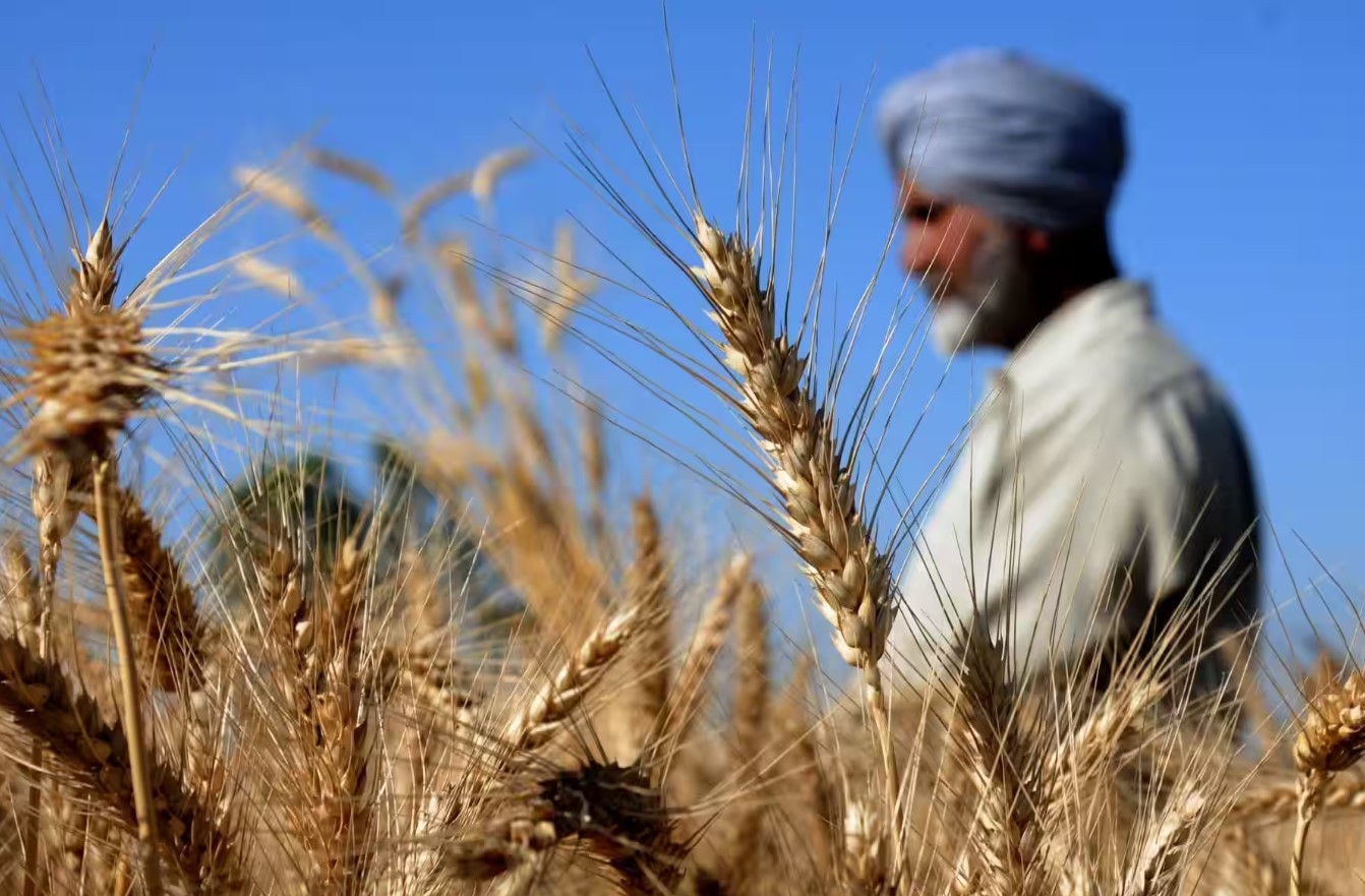 In northern india they harvest their wheat. Пшеница. Индия пшеница. Сельское хозяйство Саудовской Аравии. Пшеничные поля в Саудовской Аравии.