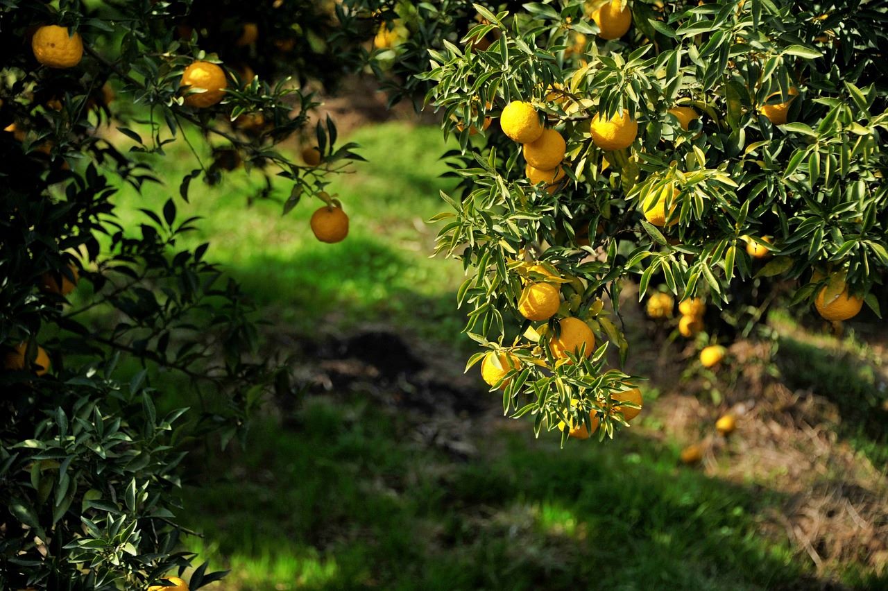 Lemon Cultivation