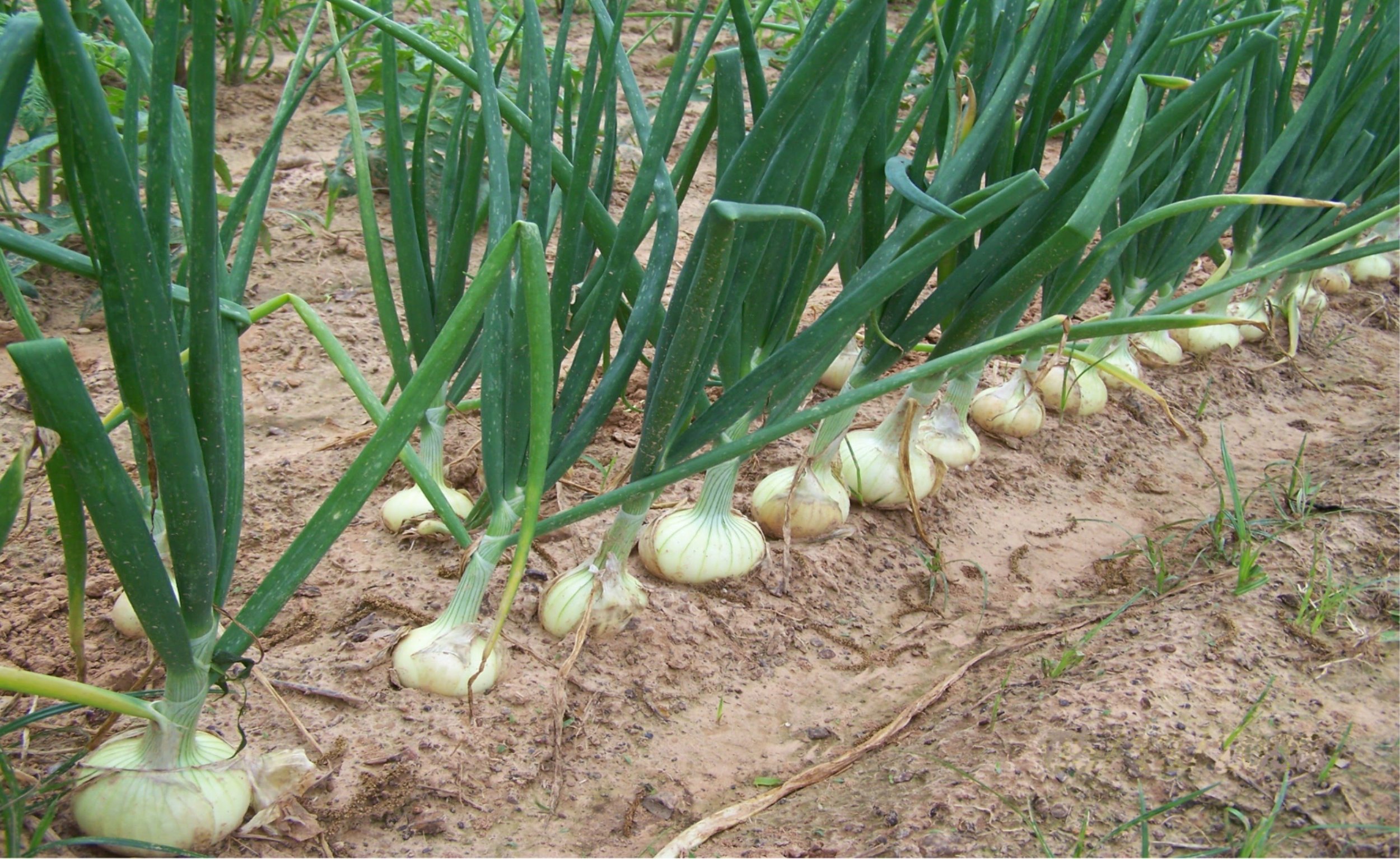 White Onion Farming