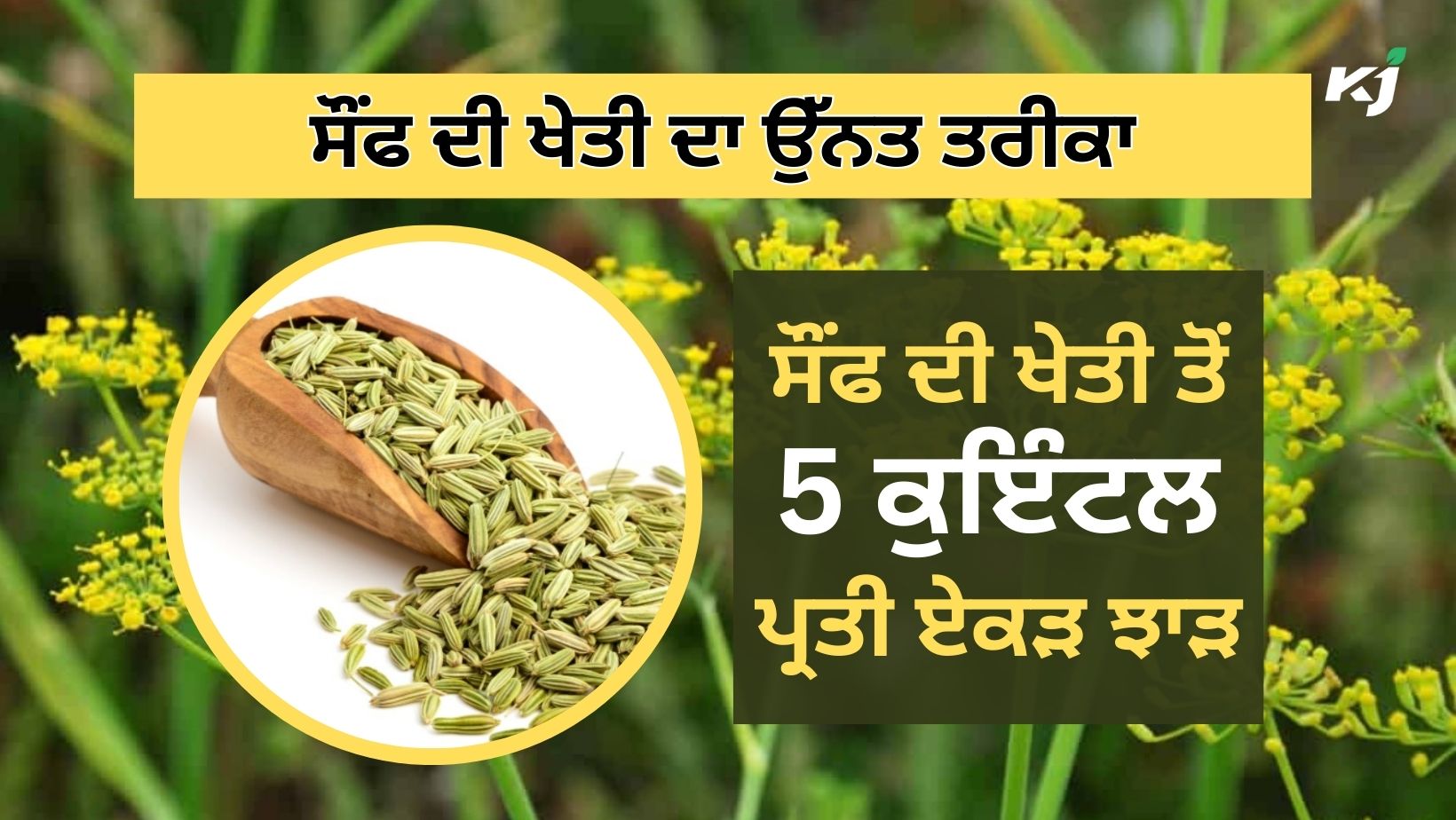 ਕਿਸਾਨ ਵੀਰ Fennel Cultivation ਤੋਂ ਕਮਾ ਸਕਦੇ ਹਨ ਚੰਗਾ ਮੁਨਾਫਾ, ਜਾਣੋ Advanced