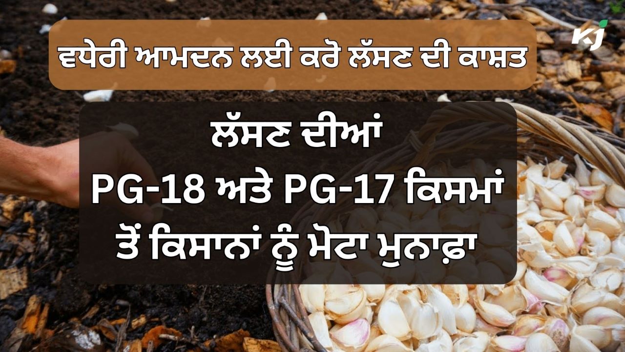 Garlic ਦੀਆਂ ਇਨ੍ਹਾਂ Advanced Varieties ਤੋਂ ਮੋਟੀ ਕਮਾਈ, ਝਾੜ 50 ਕੁਇੰਟਲ