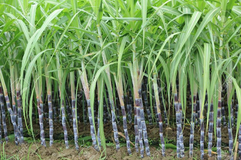 Sugarcane 1