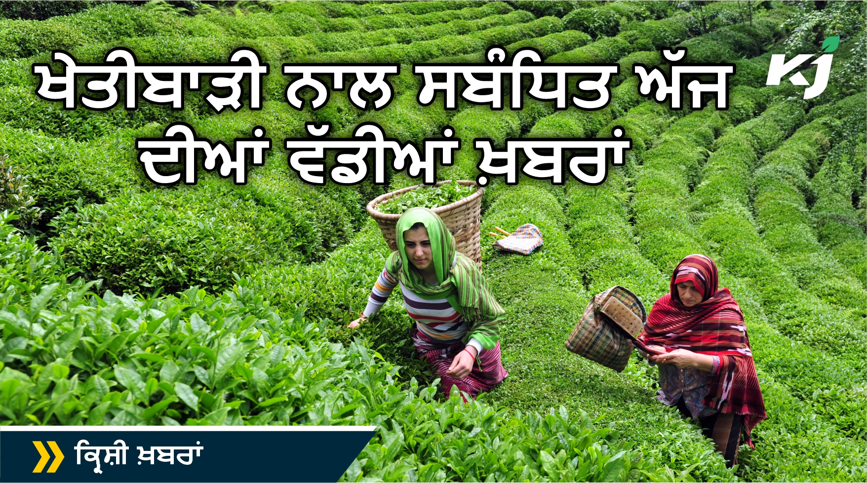 Today Agriculture Big News