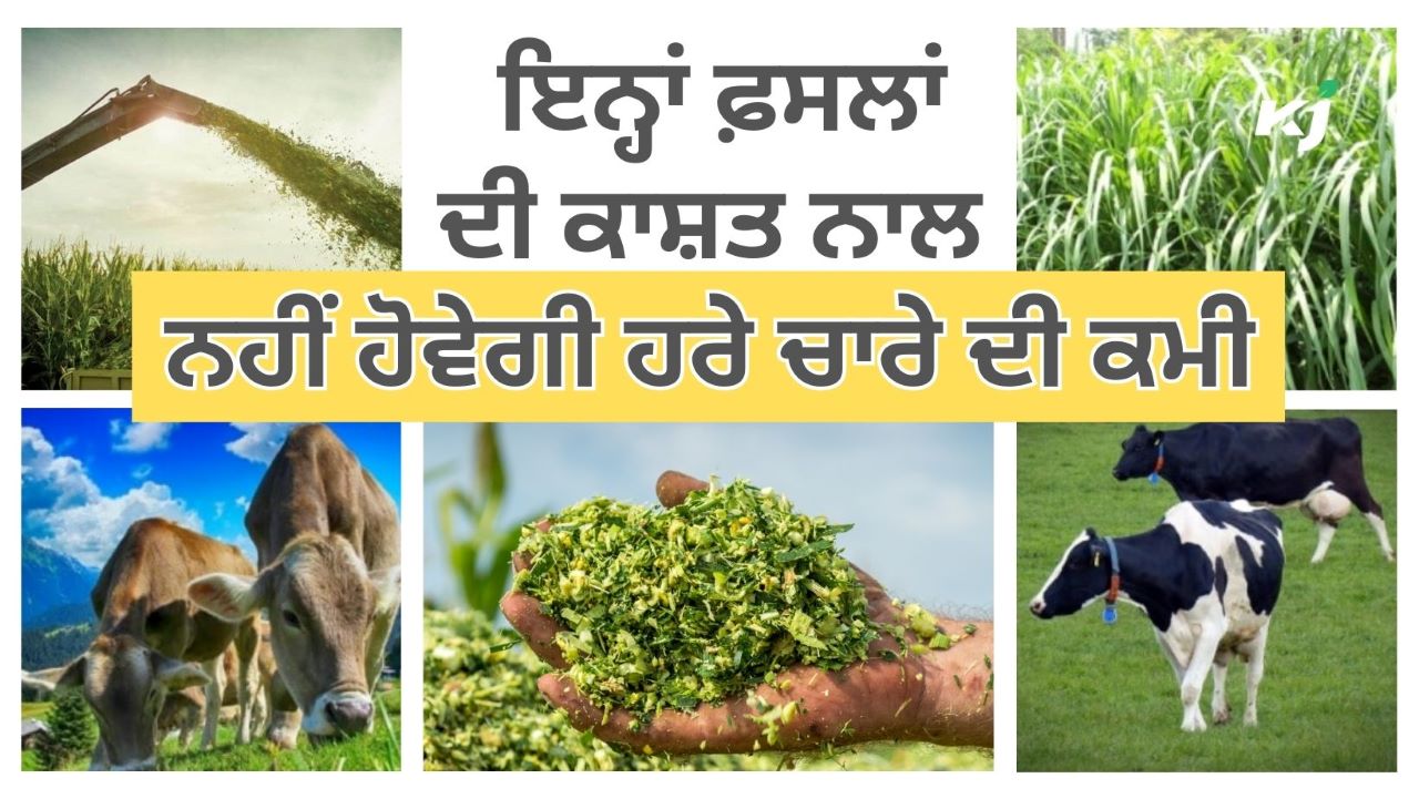 ਗਰਮੀਆਂ ਦੇ ਮੌਸਮ ਵਿੱਚ ਇਨ੍ਹਾਂ ਫ਼ਸਲਾਂ ਦੀ ਕਰੋ ਕਾਸ਼ਤ