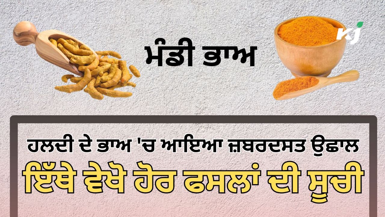 ਹਲਦੀ ਦੀ ਕੀਮਤ 20 ਹਜ਼ਾਰ ਰੁਪਏ ਤੋਂ ਪਾਰ