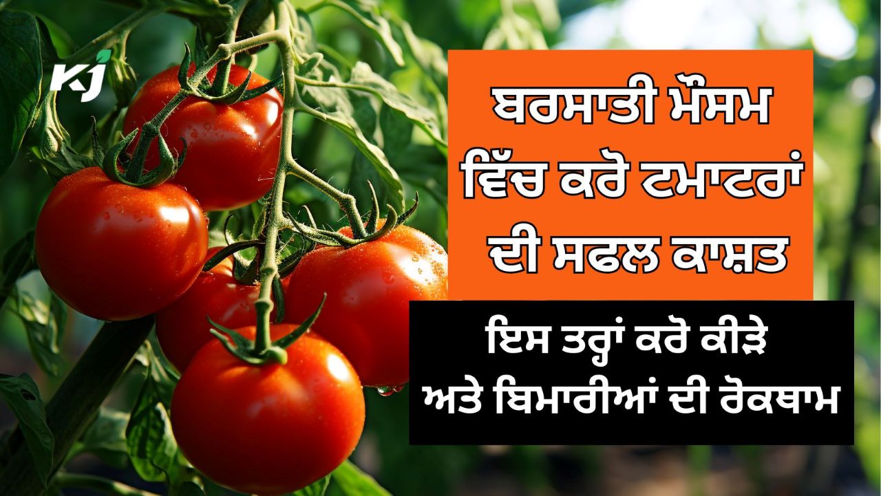 Rainy Season ਬਰਸਾਤੀ ਮੌਸਮ ਵਿੱਚ ਕਰੋ ਟਮਾਟਰਾਂ ਦੀ ਸਫਲ ਕਾਸ਼ਤ, ਇਸ ਤਰ੍ਹਾਂ ਕਰੋ