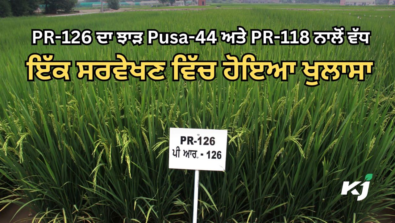 ਪੀਏਯੂ ਮਾਹਿਰਾਂ ਵੱਲੋਂ ਝੋਨੇ ਦੀ ਕਿਸਮ PR 126 ਦੀਆਂ ਵਾਤਾਵਰਨ ਪੱਖੀ ਵਿਸ਼ੇਸ਼ਤਾਵਾਂ ਸਾਂਝੀਆਂ