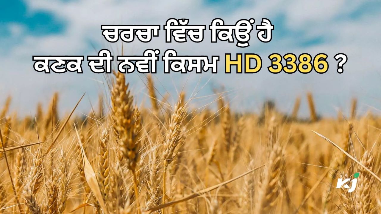 ਕਣਕ ਦੀ ਨਵੀਂ ਕਿਸਮ HD 3386