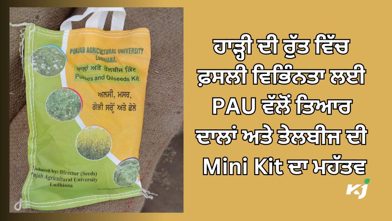 ਹਾੜ੍ਹੀ ਦੇ ਸੀਜ਼ਨ ਦੌਰਾਨ ਦਾਲਾਂ ਅਤੇ ਤੇਲਬੀਜ ਦੀ ਇੱਕ ਮਿੰਨੀ ਕਿੱਟ ਤਿਆਰ