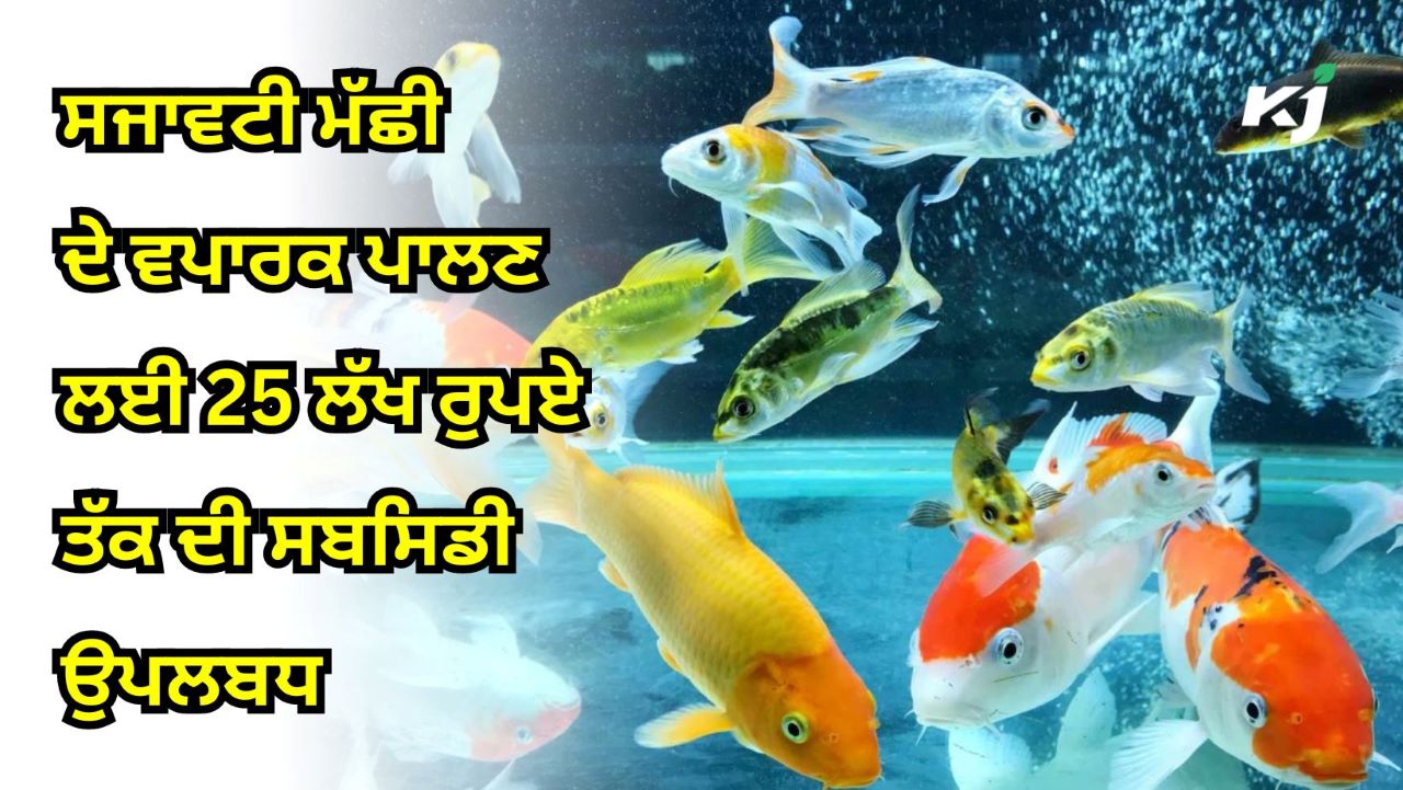 ਸਜਾਵਟੀ ਮੱਛੀ ਦੇ ਵਪਾਰਕ ਪਾਲਣ ਲਈ ਸਰਕਾਰ ਦੇ ਰਹੀ ਹੈ ਬੰਪਰ ਸਬਸਿਡੀ