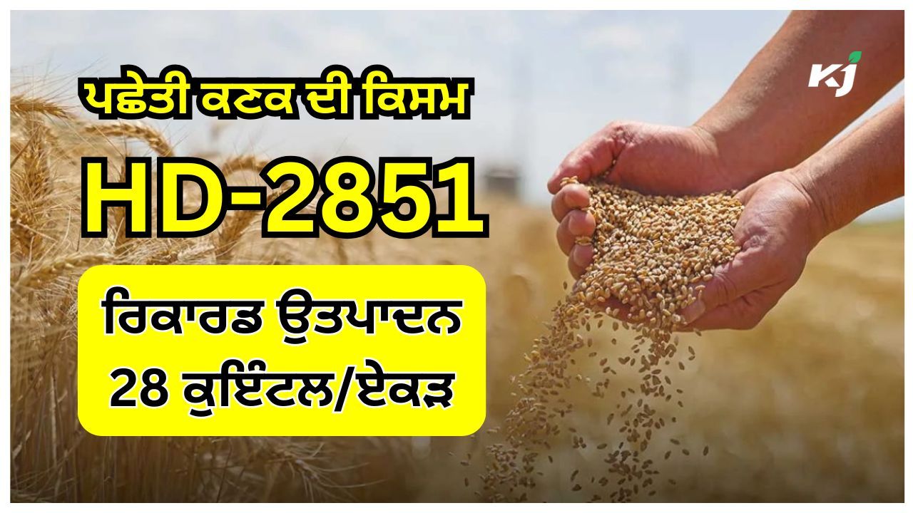 ਪਛੇਤੀ ਕਣਕ ਦੀ ਕਿਸਮ HD-2851