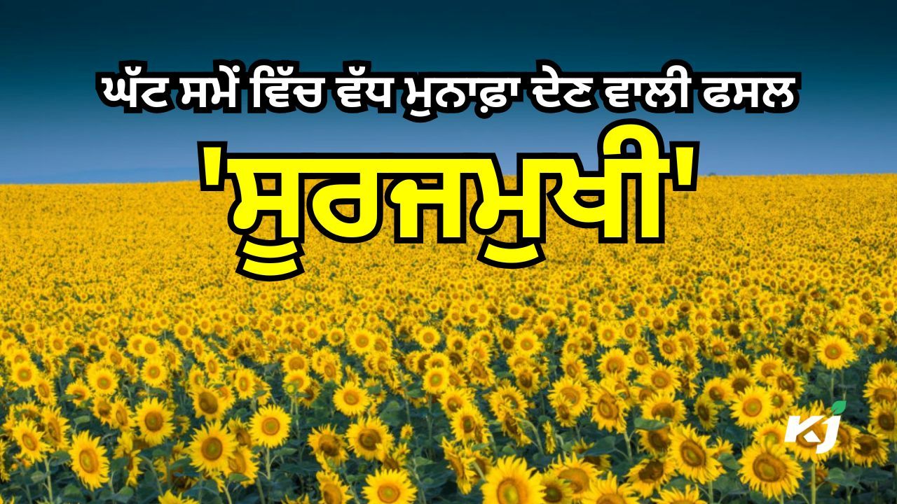 ਆਉ ਸੂਰਜਮੁਖੀ ਦੀ ਸੁਚੱਜੀ ਕਾਸ਼ਤ ਬਾਰੇ ਜਾਣੀਏ