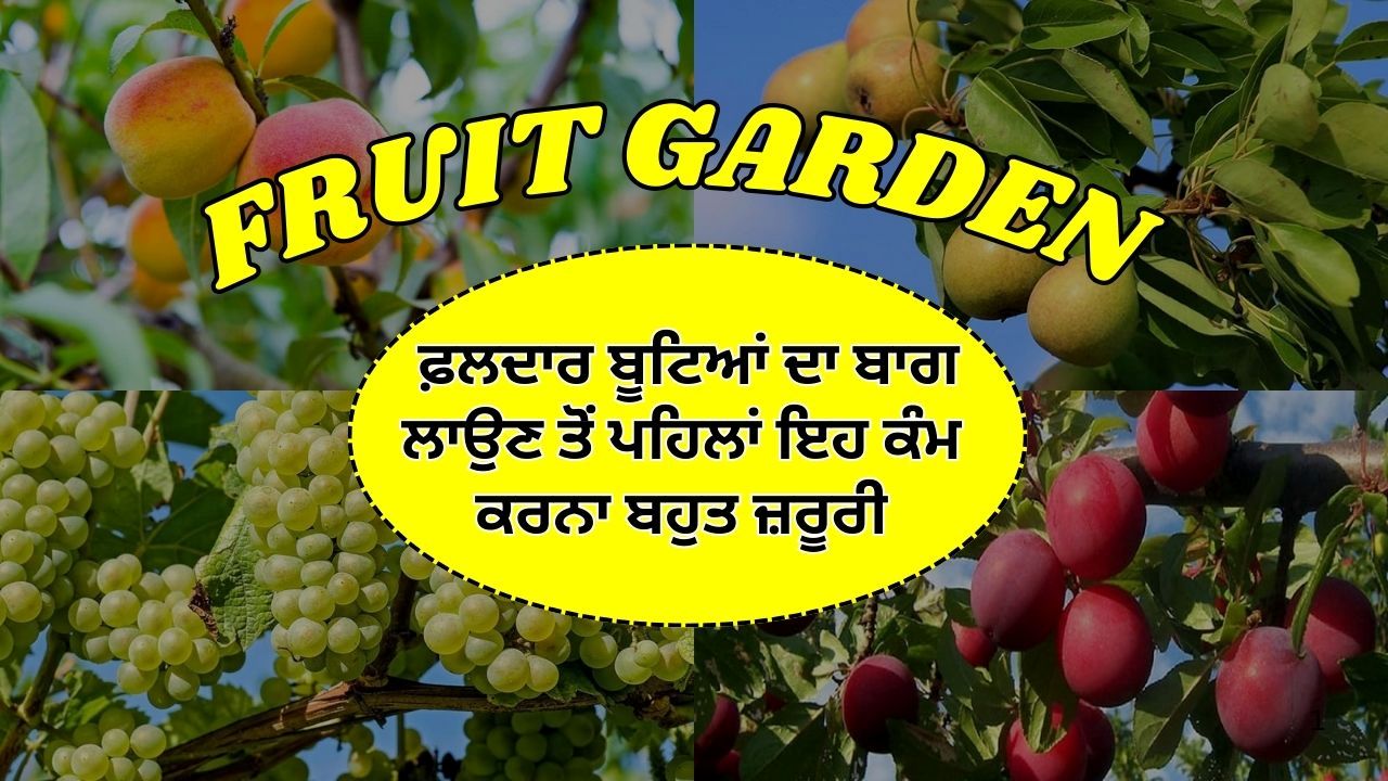 ਕਿਸਾਨ ਵੀਰੋ ਯੋਜਨਾਬੰਦੀ ਨਾਲ ਫ਼ਲਦਾਰ ਬੂਟਿਆਂ ਦਾ ਬਾਗ ਲਗਾਓ