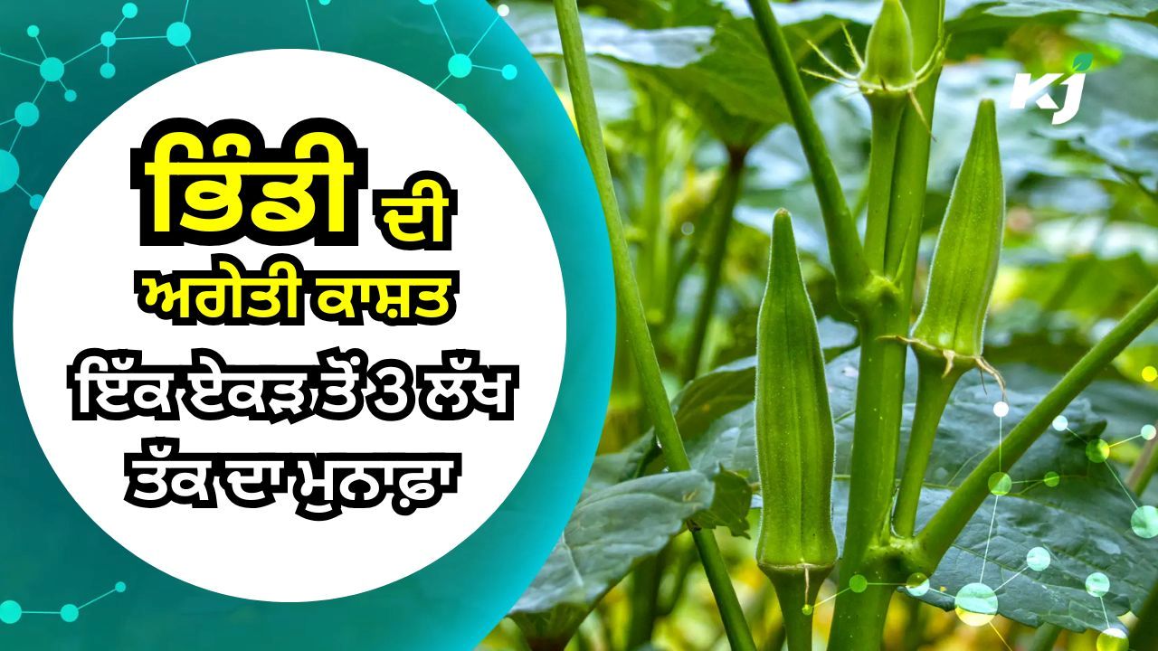 ਹੁਣ ਛੋਟੇ ਕਿਸਾਨ ਵੀ ਕਮਾ ਸਕਦੇ ਹਨ ਲੱਖਾਂ ਰੁਪਏ