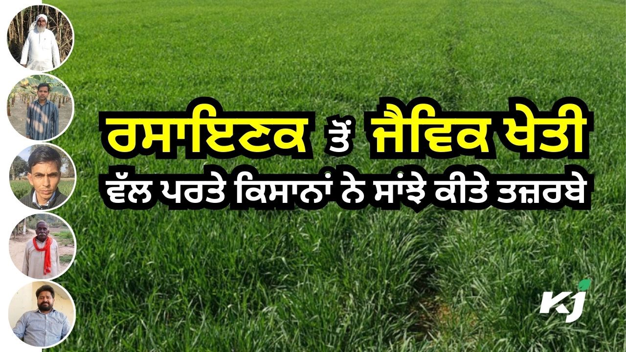 ਜੈਵਿਕ ਢੰਗ ਨਾਲ ਕਣਕ ਦੀ ਕਾਸ਼ਤ, ਫੋਟੋ ਸ਼ਿਸ਼ਟਾਚਾਰ: ਕ੍ਰਿਸ਼ੀ ਜਾਗਰਣ ਜੈਵਿਕ ਢੰਗ ਨਾਲ ਕਣਕ ਦੀ ਕਾਸ਼ਤ, ਫੋਟੋ ਸ਼ਿਸ਼ਟਾਚਾਰ: ਕ੍ਰਿਸ਼ੀ ਜਾਗਰਣ