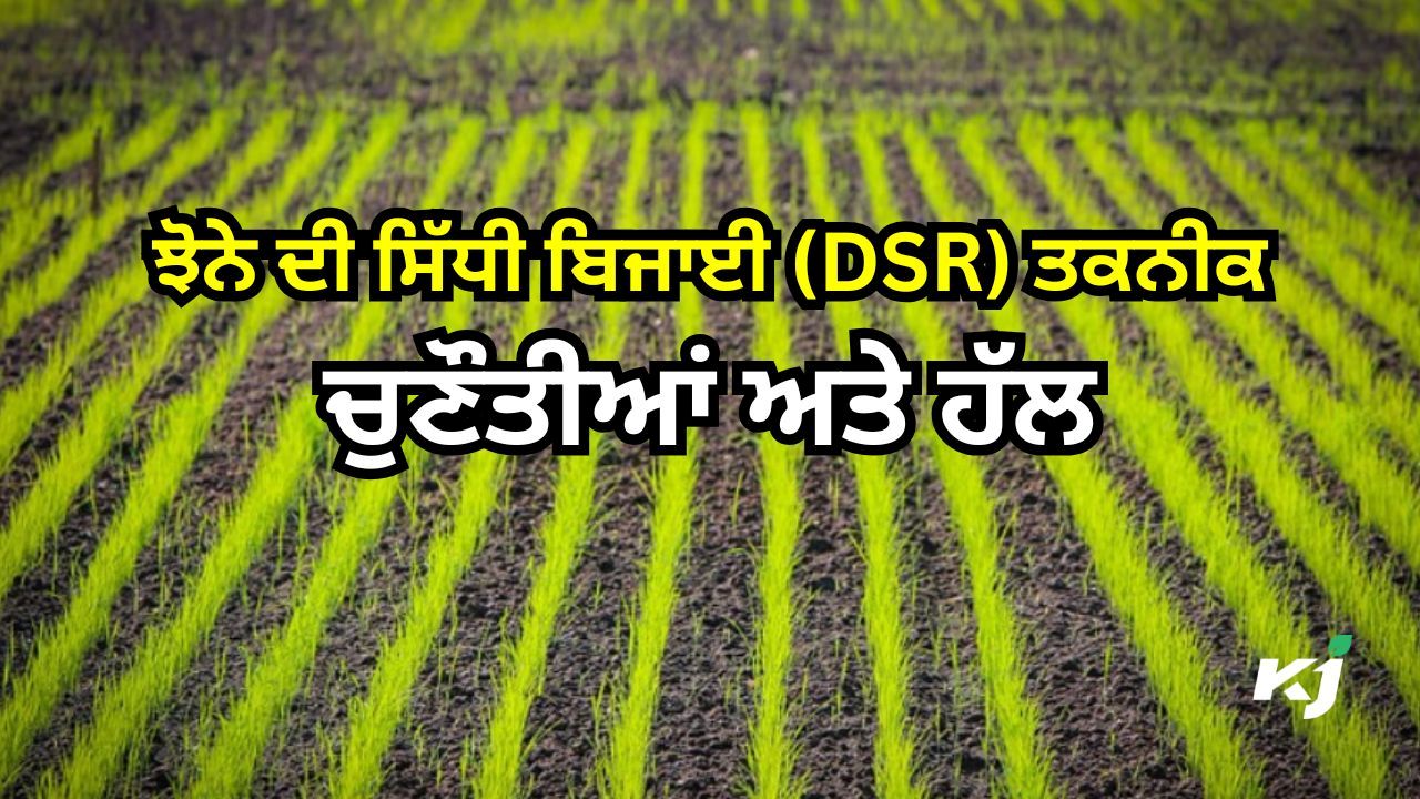 ਡੀਐਸਆਰ ਵਿਧੀ ਡੀਐਸਆਰ ਵਿਧੀ
