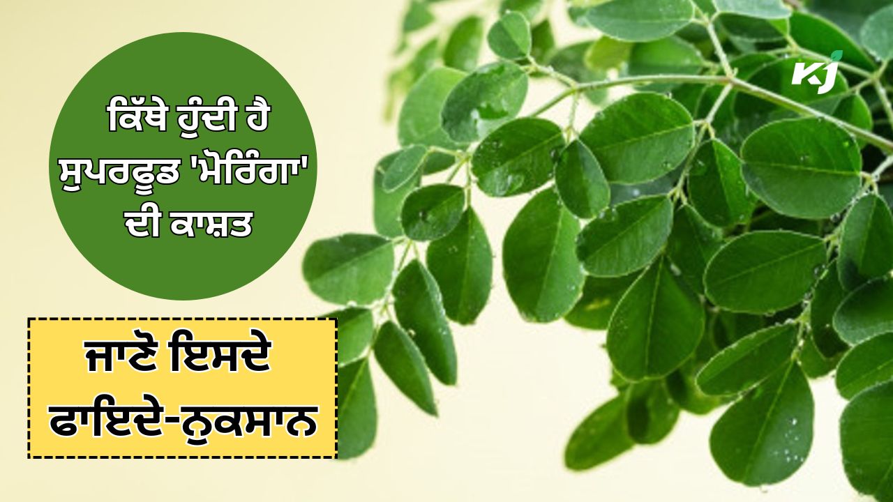 ਸੁਪਰਫੂਡ 'ਮੋਰਿੰਗਾ' ਦੀ ਕਾਸ਼ਤ ਅਤੇ ਸਿਹਤ ਲਾਭ-ਨੁਕਸਾਨ ਸੁਪਰਫੂਡ 'ਮੋਰਿੰਗਾ' ਦੀ ਕਾਸ਼ਤ ਅਤੇ ਸਿਹਤ ਲਾਭ-ਨੁਕਸਾਨ