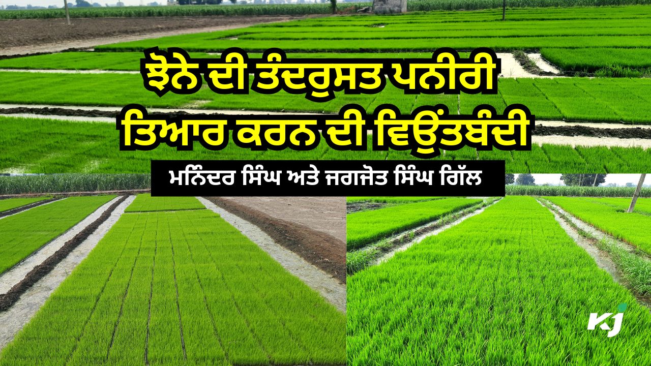 ਕਿਵੇਂ ਤਿਆਰ ਕਰੀਏ ਝੋਨੇ ਦੀ ਤੰਦਰੁਸਤ ਪਨੀਰੀ? ਕਿਵੇਂ ਤਿਆਰ ਕਰੀਏ ਝੋਨੇ ਦੀ ਤੰਦਰੁਸਤ ਪਨੀਰੀ?