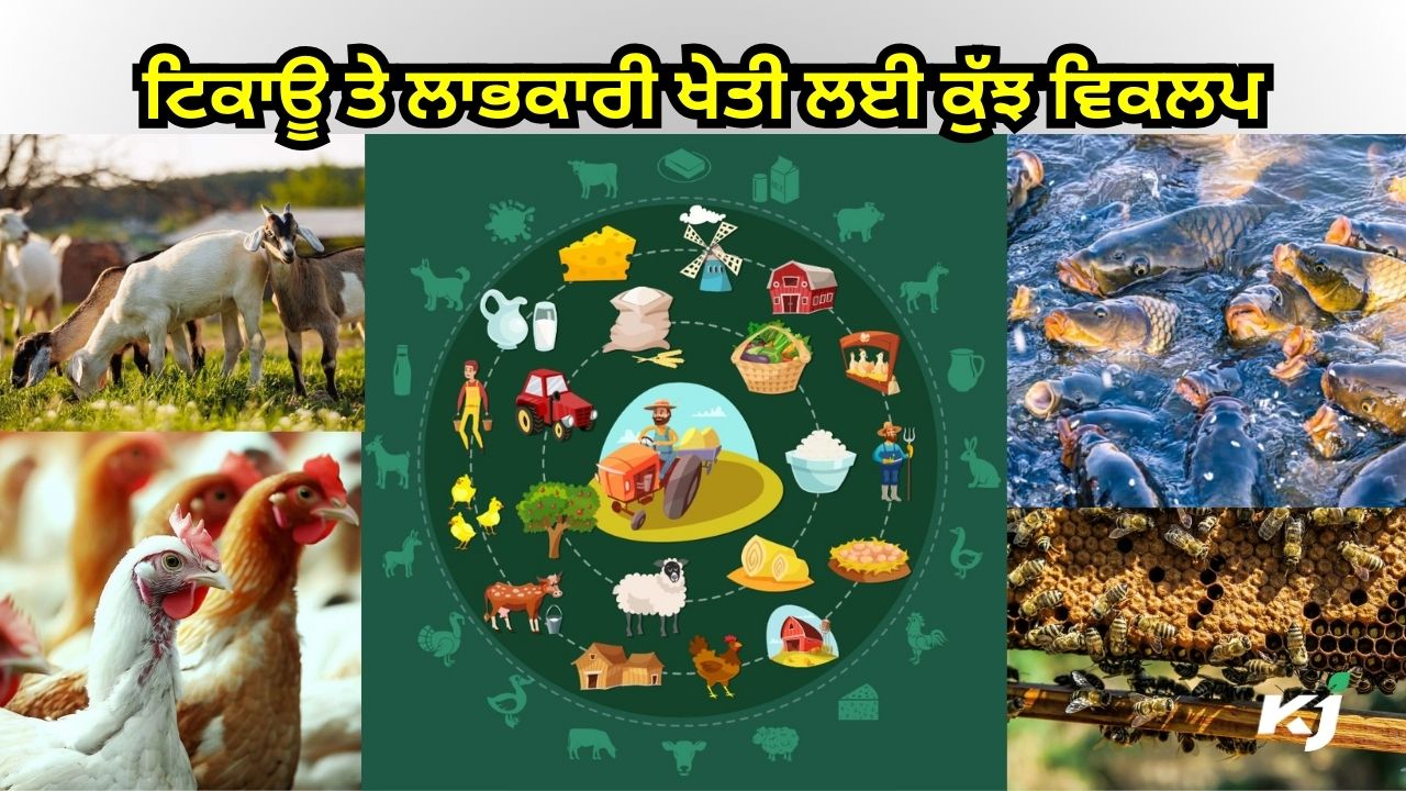 ਖੇਤੀ ਕਿੱਤੇ ਵਿੱਚ ਵਿਭਿੰਨਤਾ ਲਿਆਉਣ ਨਾਲ ਹੀ ਹੋਵੇਗਾ ਖੇਤੀਬਾੜੀ ਸਬੰਧਤ ਸਮੱਸਿਆਵਾਂ ਦਾ ਹੱਲ: ਡਾ. ਰਾਜ ਕੁਮਾਰ ਖੇਤੀ ਕਿੱਤੇ ਵਿੱਚ ਵਿਭਿੰਨਤਾ ਲਿਆਉਣ ਨਾਲ ਹੀ ਹੋਵੇਗਾ ਖੇਤੀਬਾੜੀ ਸਬੰਧਤ ਸਮੱਸਿਆਵਾਂ ਦਾ ਹੱਲ: ਡਾ. ਰਾਜ ਕੁਮਾਰ