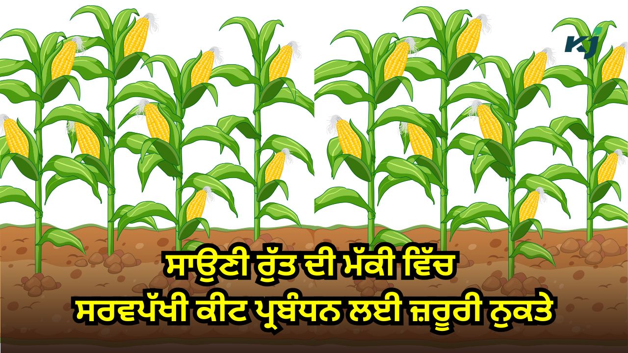ਸਾਉਣੀ ਰੁੱਤ ਦੀ ਮੱਕੀ ਸਾਉਣੀ ਰੁੱਤ ਦੀ ਮੱਕੀ