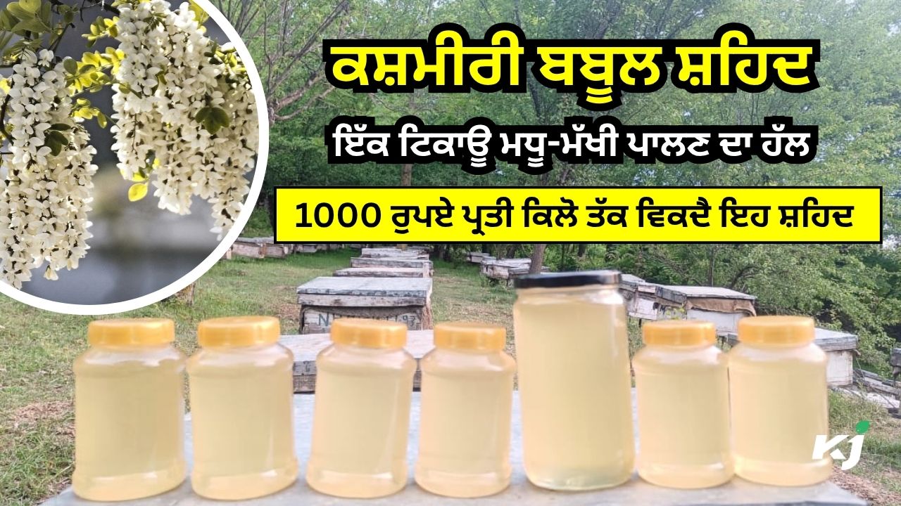 ਕਸ਼ਮੀਰੀ ਬਬੂਲ ਸ਼ਹਿਦ: ਇੱਕ ਟਿਕਾਊ ਮਧੂ-ਮੱਖੀ ਪਾਲਣ ਦਾ ਹੱਲ ਕਸ਼ਮੀਰੀ ਬਬੂਲ ਸ਼ਹਿਦ: ਇੱਕ ਟਿਕਾਊ ਮਧੂ-ਮੱਖੀ ਪਾਲਣ ਦਾ ਹੱਲ