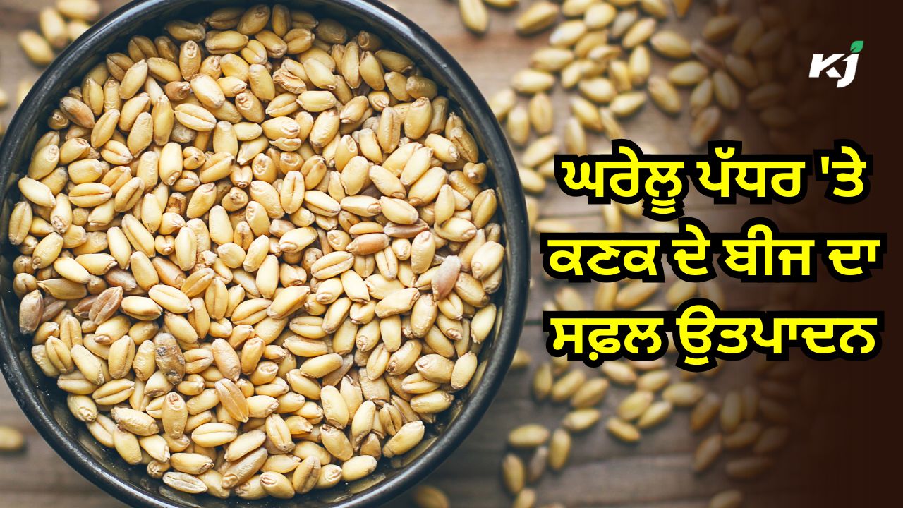 ਇਹ ਸਾਵਧਾਨੀਆਂ ਵਰਤ ਕੇ ਅਗਲੇ ਸਾਲ ਲਈ ਵਧੀਆ ਕੁਆਲਿਟੀ ਵਾਲਾ ਕਣਕ ਦਾ ਬੀਜ ਪੈਦਾ ਕਰੋ ਇਹ ਸਾਵਧਾਨੀਆਂ ਵਰਤ ਕੇ ਅਗਲੇ ਸਾਲ ਲਈ ਵਧੀਆ ਕੁਆਲਿਟੀ ਵਾਲਾ ਕਣਕ ਦਾ ਬੀਜ ਪੈਦਾ ਕਰੋ
