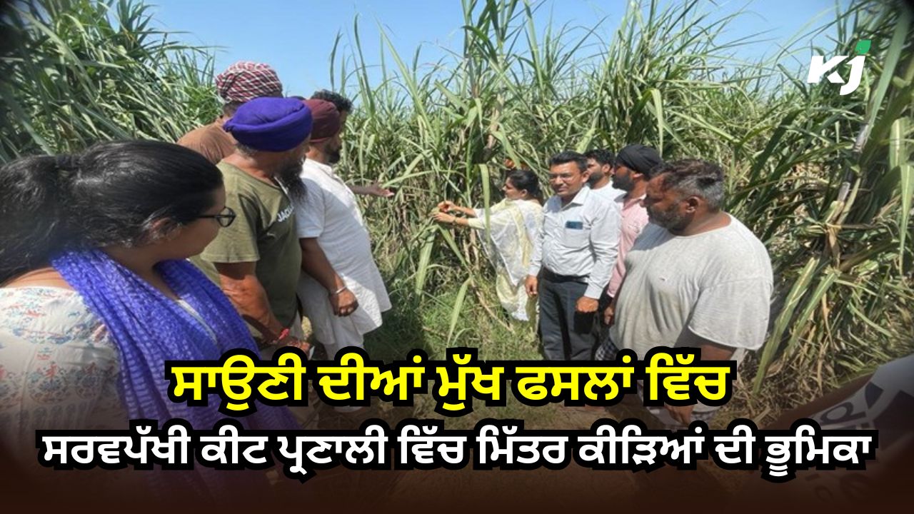 ਸਾਉਣੀ ਦੀਆਂ ਫਸਲਾਂ ਵਿੱਚ ਵਰਤੇ ਜਾਣ ਵਾਲੇ ਮਿੱਤਰ ਕੀੜਿਆਂ ਦੀ ਸੂਚੀ ਅਤੇ ਵਰਤੋਂ ਦਾ ਸਹੀ ਸਮਾਂ ਸਾਉਣੀ ਦੀਆਂ ਫਸਲਾਂ ਵਿੱਚ ਵਰਤੇ ਜਾਣ ਵਾਲੇ ਮਿੱਤਰ ਕੀੜਿਆਂ ਦੀ ਸੂਚੀ ਅਤੇ ਵਰਤੋਂ ਦਾ ਸਹੀ ਸਮਾਂ