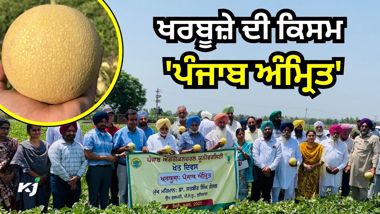 ਖਰਬੂਜ਼ੇ ਦੀ ਕਿਸਮ 'ਪੰਜਾਬ ਅੰਮ੍ਰਿਤ' ਖਰਬੂਜ਼ੇ ਦੀ ਕਿਸਮ 'ਪੰਜਾਬ ਅੰਮ੍ਰਿਤ'