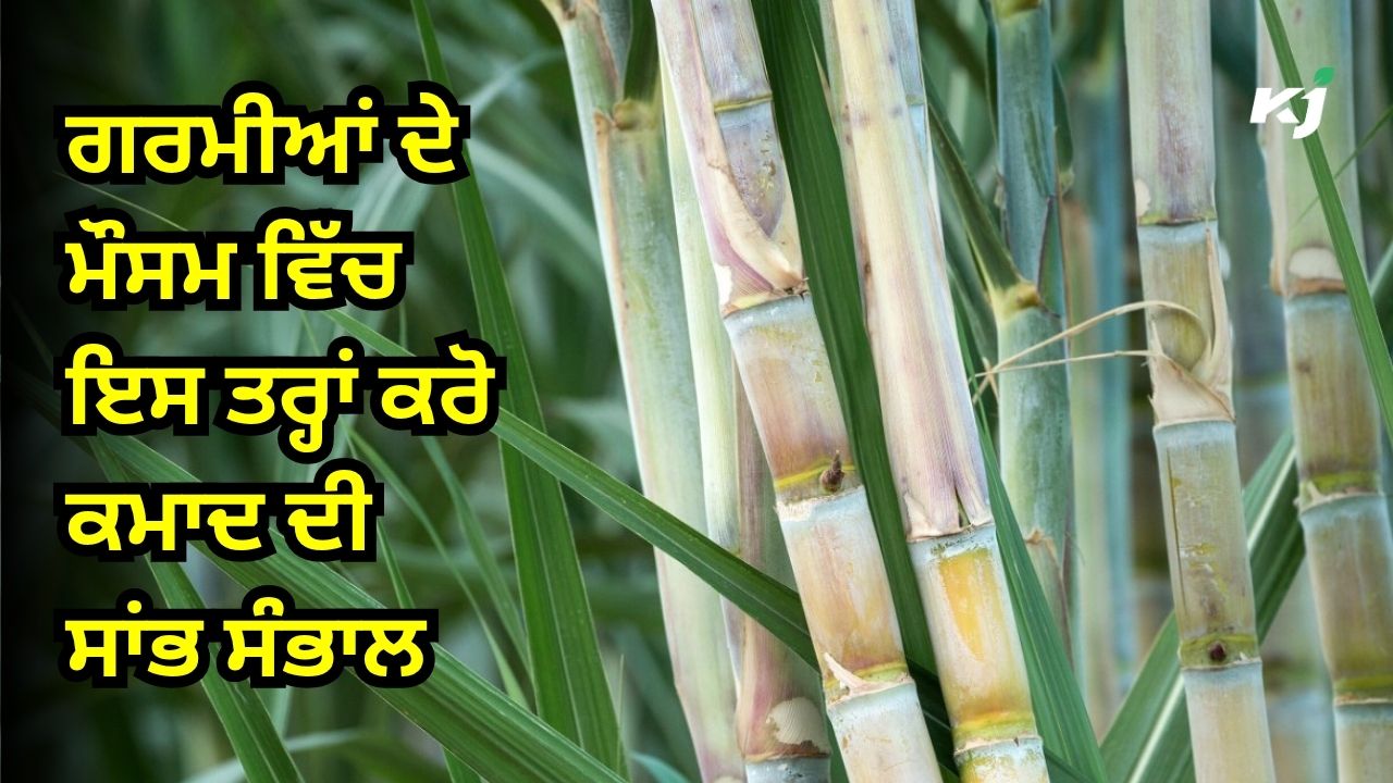 ਕਮਾਦ ਦੀ ਫਸਲ ਕਮਾਦ ਦੀ ਫਸਲ