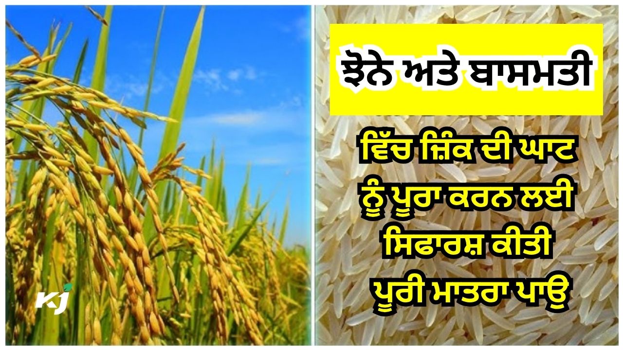 ਝੋਨੇ ਵਿੱਚ ਜ਼ਿੰਕ ਦੀ ਘਾਟ ਦੇ ਲੱਛਣ ਅਤੇ ਇਲਾਜ ਝੋਨੇ ਵਿੱਚ ਜ਼ਿੰਕ ਦੀ ਘਾਟ ਦੇ ਲੱਛਣ ਅਤੇ ਇਲਾਜ