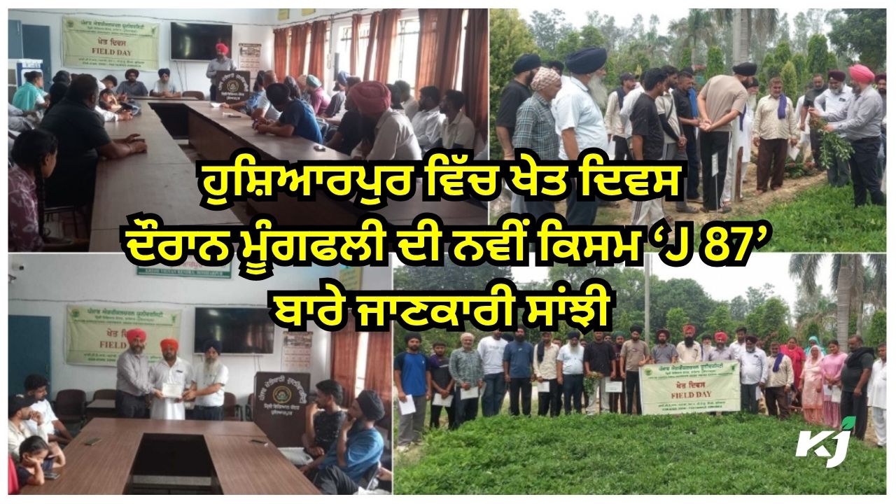 ਮੂੰਗਫਲੀ ਦੀ ਕਾਸ਼ਤ ਬਾਬਤ ਖੇਤ ਦਿਵਸ ਮੂੰਗਫਲੀ ਦੀ ਕਾਸ਼ਤ ਬਾਬਤ ਖੇਤ ਦਿਵਸ