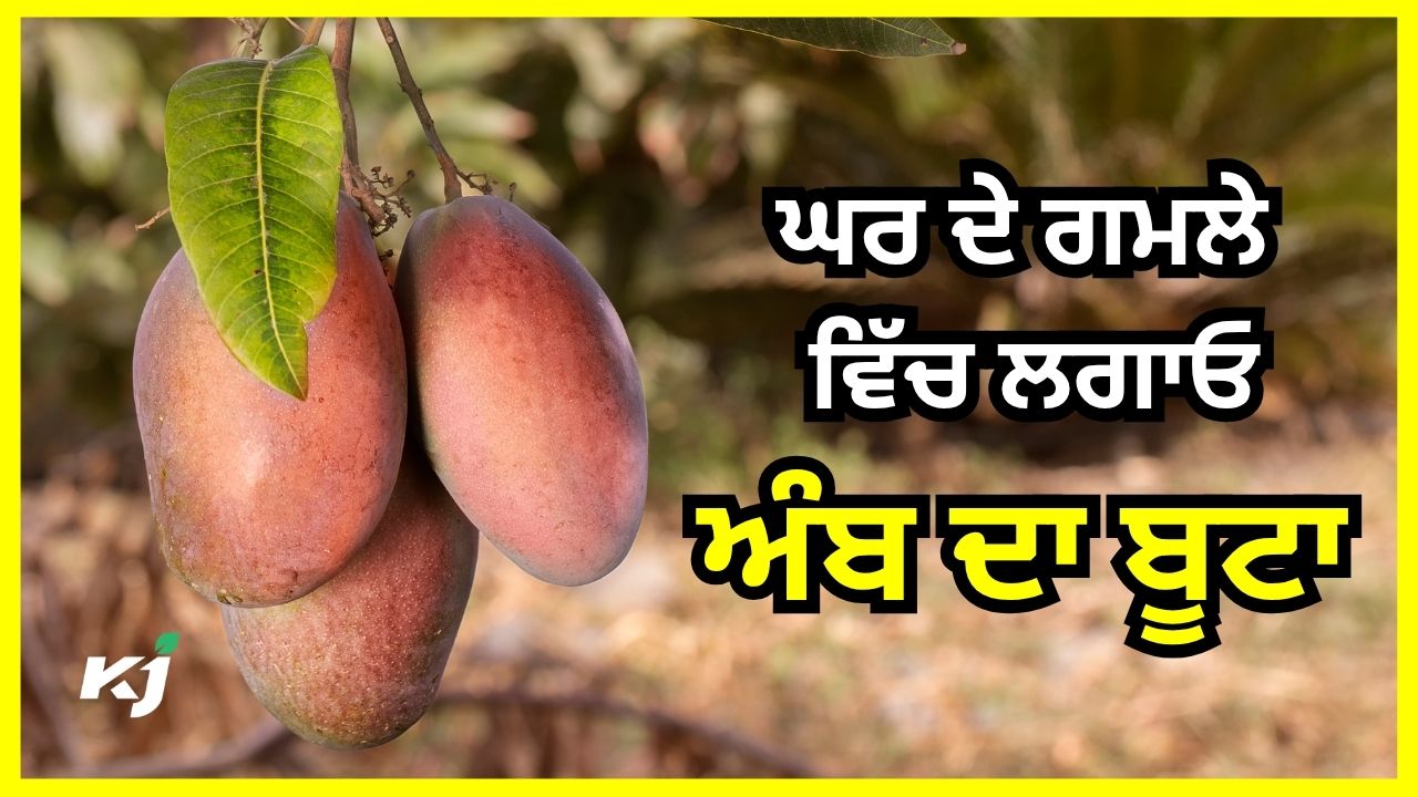 ਗਮਲੇ ਵਿੱਚ ਹੀ ਲਾਓ ਅੰਬ, ਦਿਨਾਂ 'ਚ ਤਿਆਰ ਹੋ ਜਾਣਗੀਆਂ ਇਹ ਕਿਸਮਾਂ ਗਮਲੇ ਵਿੱਚ ਹੀ ਲਾਓ ਅੰਬ, ਦਿਨਾਂ 'ਚ ਤਿਆਰ ਹੋ ਜਾਣਗੀਆਂ ਇਹ ਕਿਸਮਾਂ