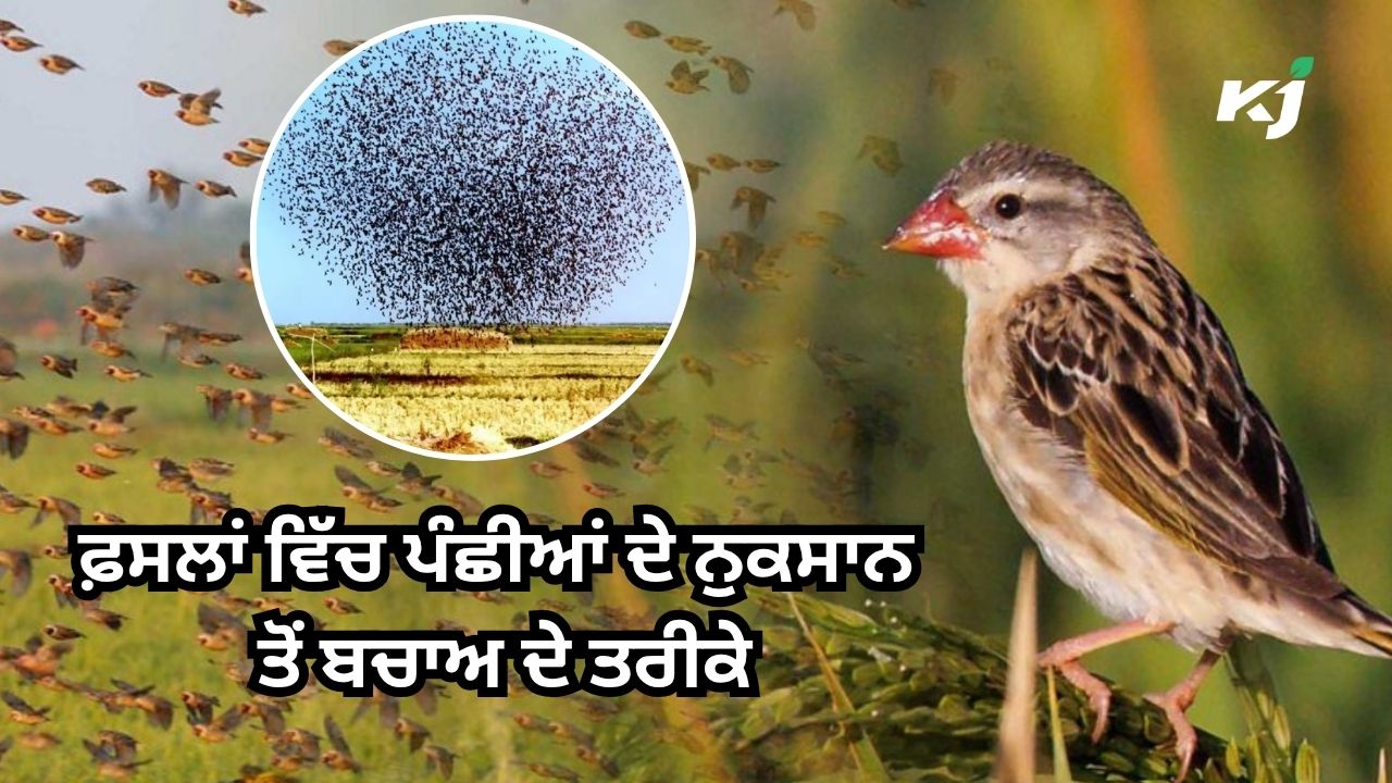 ਹਾਨੀਕਾਰਕ ਪੰਛੀਆਂ ਤੋਂ ਆਪਣੀਆਂ ਫਸਲਾਂ ਨੂੰ ਬਚਾਓ ਹਾਨੀਕਾਰਕ ਪੰਛੀਆਂ ਤੋਂ ਆਪਣੀਆਂ ਫਸਲਾਂ ਨੂੰ ਬਚਾਓ